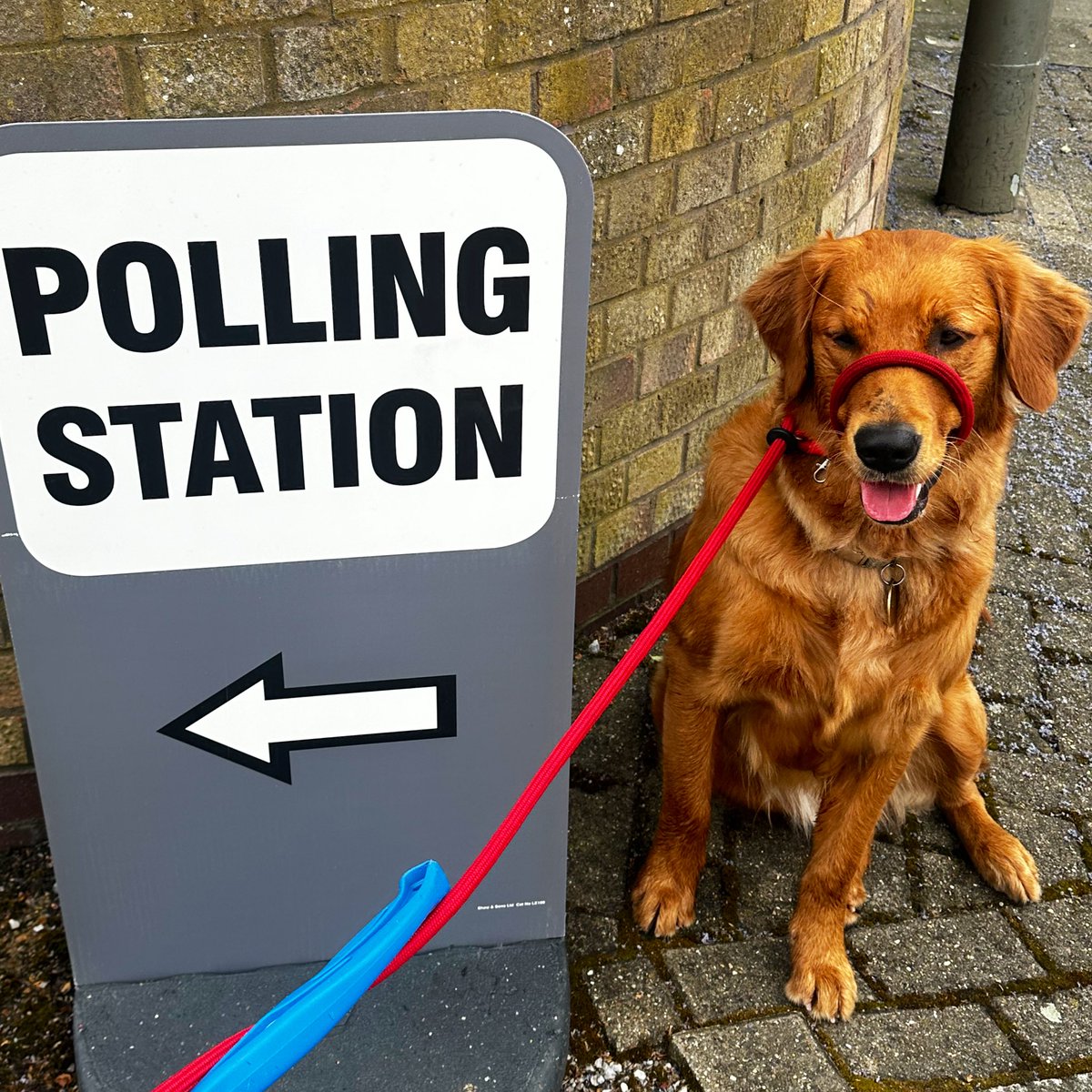 I VOT3 D0G #dogsatpollingstations
