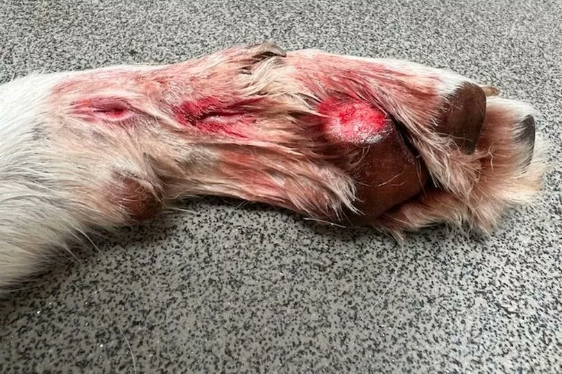 Dog's paw sliced by litter in field leaves owners with £200 vet bill: cambridge-news.co.uk/news/local-new…