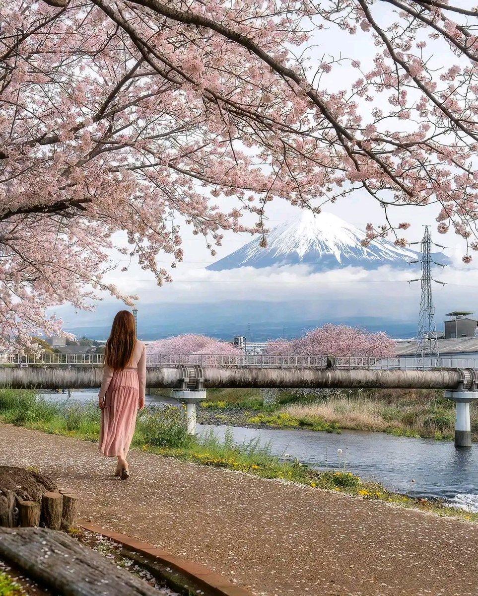 Mount Fuji, with cherry blossom, Japan🧡🇯🇵🎊