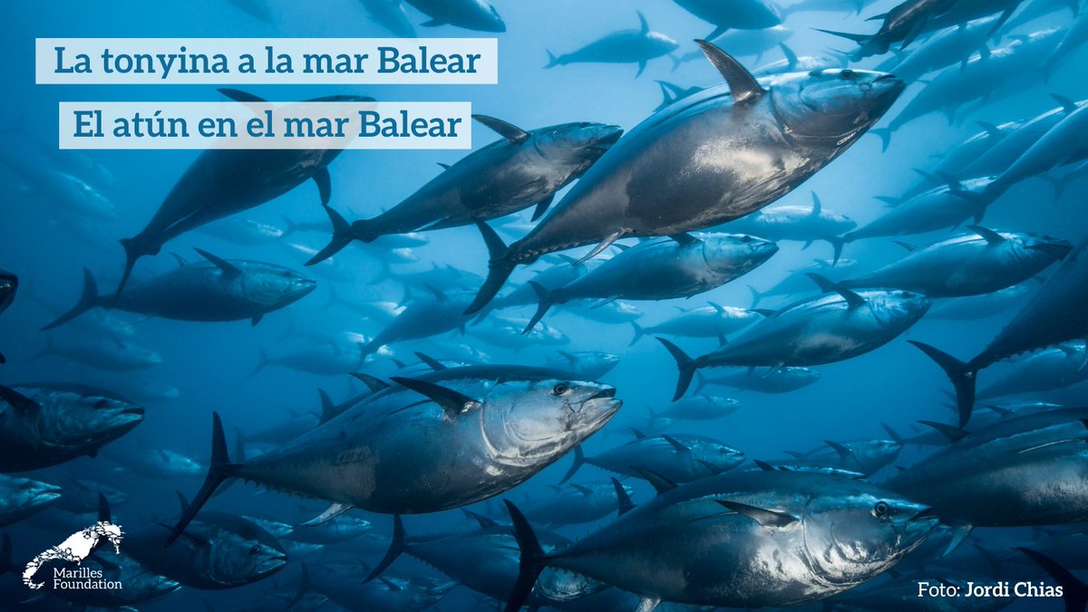 🐟Sabies que la mar Balear és el lloc del món on s'ha detectat més densitat de larves i ous de tonyina vermella? I que altres espècies de túnids trien la nostra mar per venir a reproduir-se? #InformeMarBalear Més info👉t.ly/Duzjq #Tunaday #WorldTunaDay