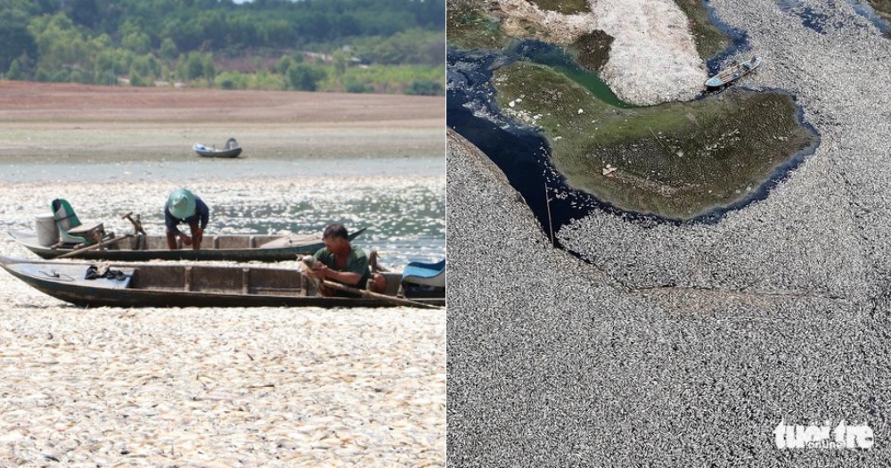 Vietnam lake covered in hundreds of tonnes of dead fish due to heat bit.ly/4b2jo82