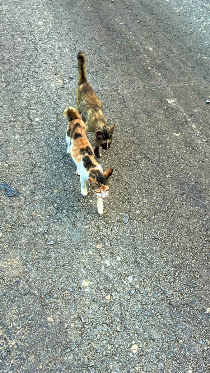 Calico mother and daughter 🐈 

#CalicoCrew
#CatsOfTwitter 
#CalicoCat