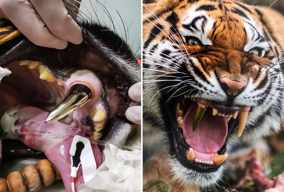 Tiger who cracked her own tooth is
fitted with a gold tooth implant