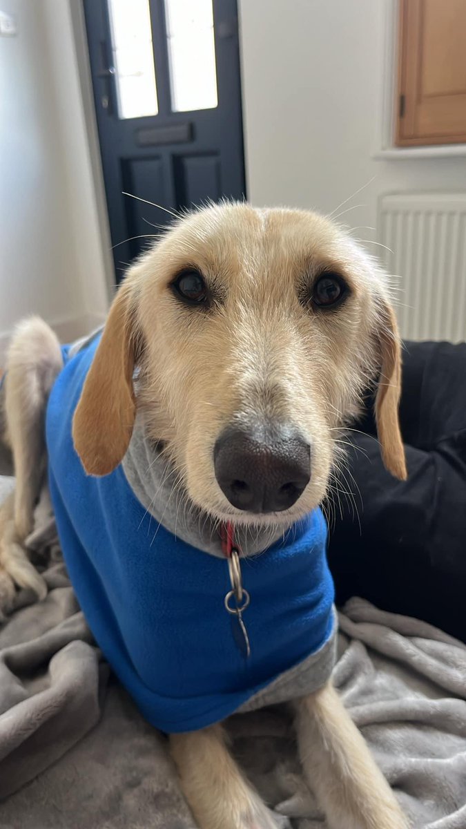 Did you know that on our main website we have lots of info regarding a wide range of subjects relating to adopting a beautiful lurcher? We have info on lead reactivity, separation anxiety, bringing your new dog home and many other useful topics Lurchersos.org.uk