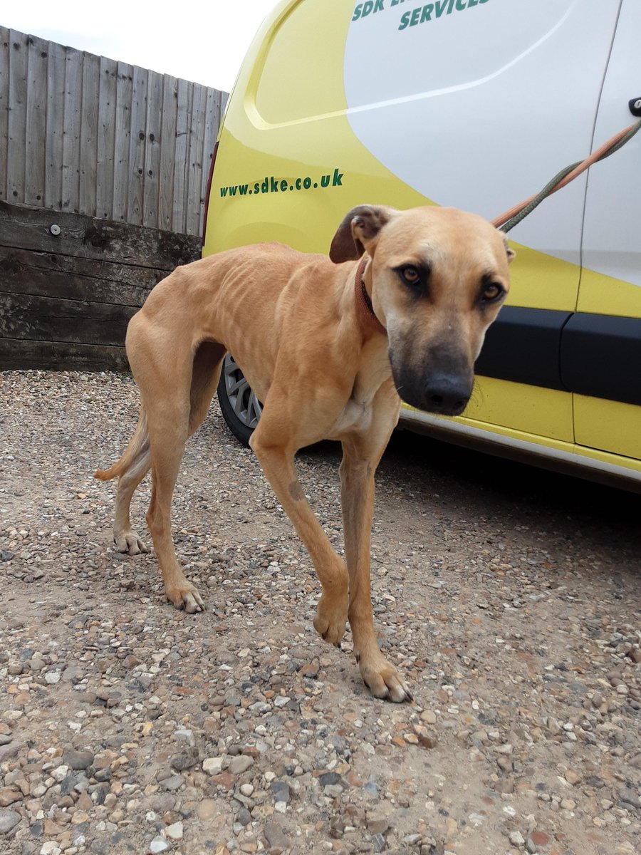 Urgent, please retweet to help find the owner or a RESCUE SPACE for this stray dog found #BEDFORD #BEDFORDSHIRE #UK 🆘🆘🆘 Very thin, female Lurcher, chip not registered, found April 25. Now in a council pound for 7 days. She could be missing or stolen from another region. This