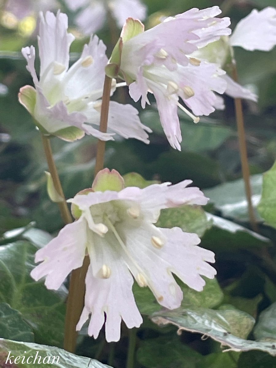 箱根湿生花園22