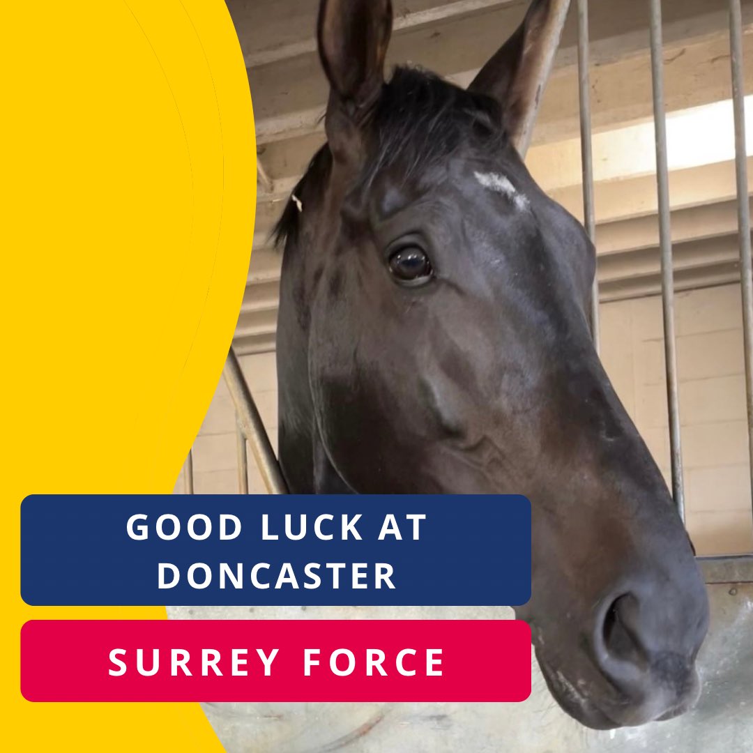 We are looking forward to Surrey Force making his handicap debut @DoncasterRaces in this evening’s meeting at 6.15pm. with @BenoitSayette in the saddle. Good luck to all connections! @kpfracing #surreyracing #doncasterraces #surreyforce #handicapdebut #attheraces #goodluck