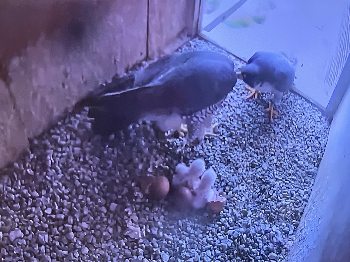 Congratulations to Jack and our New Mama! It’s a twin 🤣 Two of their eggs hatched overnight! @UMLHawkWatch @KCSciences_UML