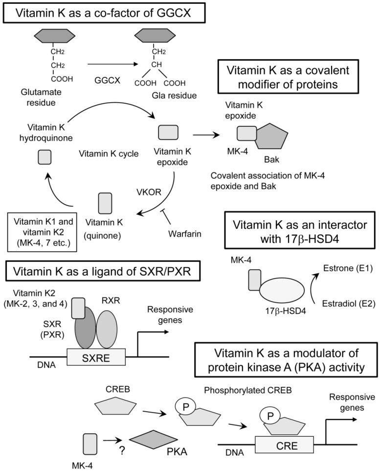 If you don't get enough vitamin K, you will mess up your metabolism, gut, heart, liver, prostate, bones, testosterone levels and libido. When we talk about vitamin K, we will refer to a group (K1 and K2) of fat-soluble vitamins which are found throughout the body including the…