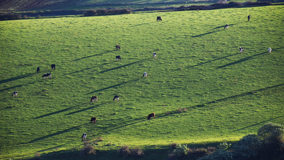 The night of the long shadows.

#wildoz #gembrook #cows #shadows