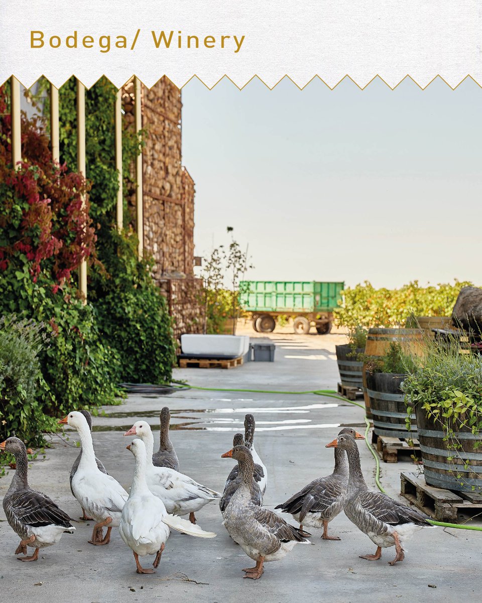 La Finca Menade no es solo viñedo, bodega, tienda y enoturismo. Es una filosofía, un modo de vida, una relación eco-lógica con nuestro entorno. Creamos un círculo entre fauna y flora que permite, de manera natural, mantener el ecosistema y llenar nuestro espacio de VIDA.