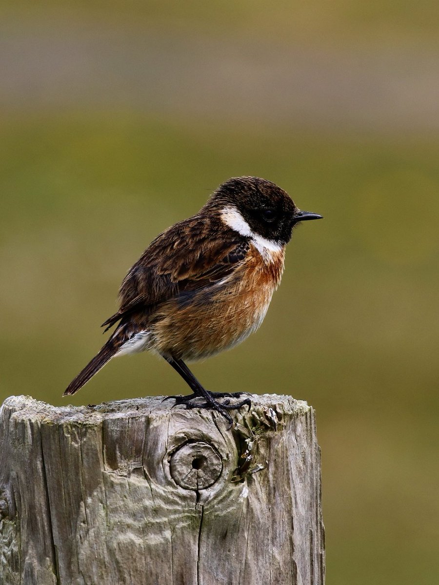 Stonechat on the Northumberland coast.