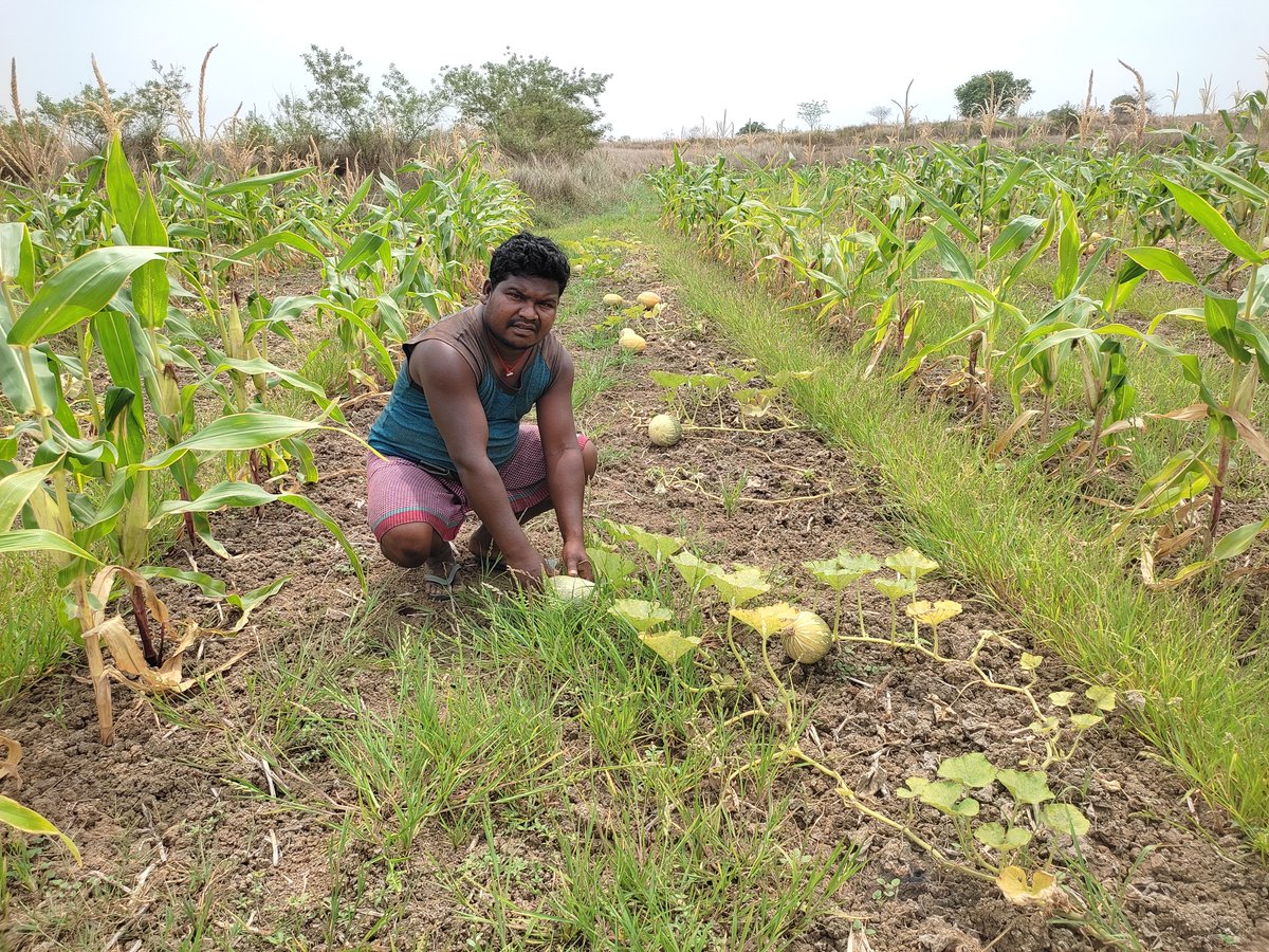 Farmer Power! ‍

Devekumar & Baisakhi from Saraikela-Kharsawan switched to pumpkin farming & CRUSHED IT!

Learned new techniques, went organic, & got HUGE yields (6 tons/acre!).

They're inspiring their community & proving knowledge + sustainability = success! 
 #Innovation