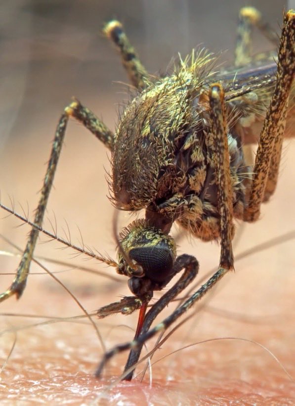 📸Photo zommée d'un moustique en train de se nourrir ! 🦟