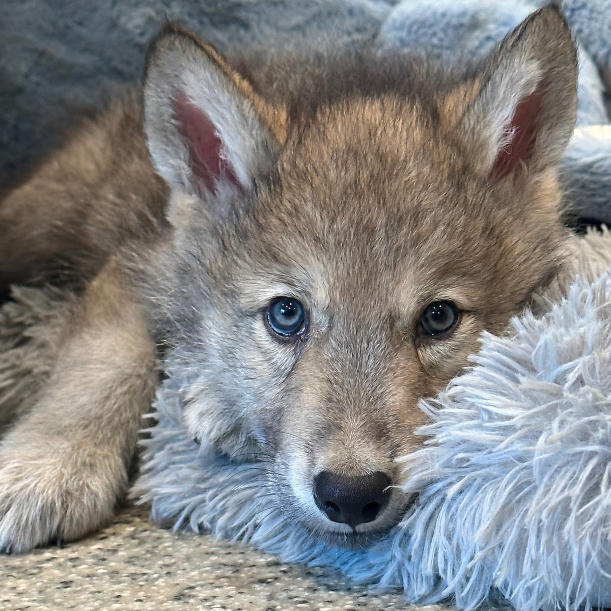 Please sign this letter to your senators to ask them to reject @laurenboebert's ignorant bill that would drive wolves to extinction. 
 engage.nywolf.org/site/Advocacy?…
#Relistwolves
@relistwolves