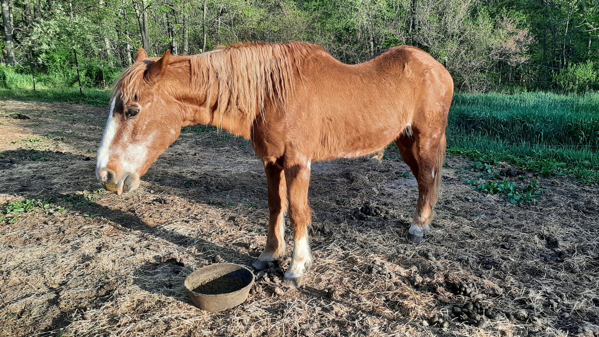 Happy Birthday to Daisy, our quarter horse mare! She turns 37 this year, roughly equal to 103 in human years. #horse #quarterhorse #oldgreyingmare #seniorcitizen