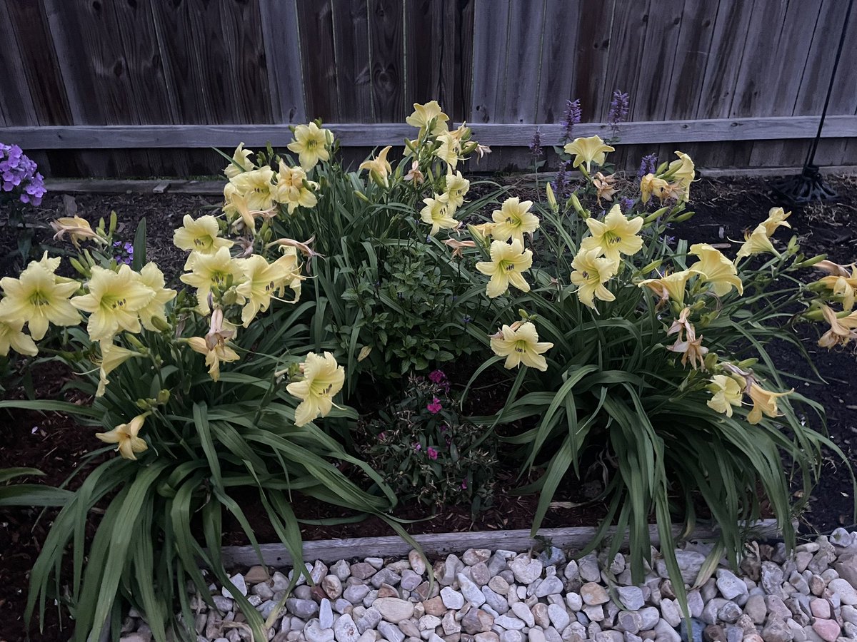 Daylily blooms are my favorite right now! 🤩