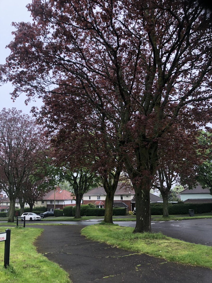 Out in Hillfields this morning, for @CllrEllieking @KelvinBlake and @ClareMoody4PCC. I didn’t know till today that the lovely trees in Maple Ave were donated by Canadians who came over to see England’s first council estate.