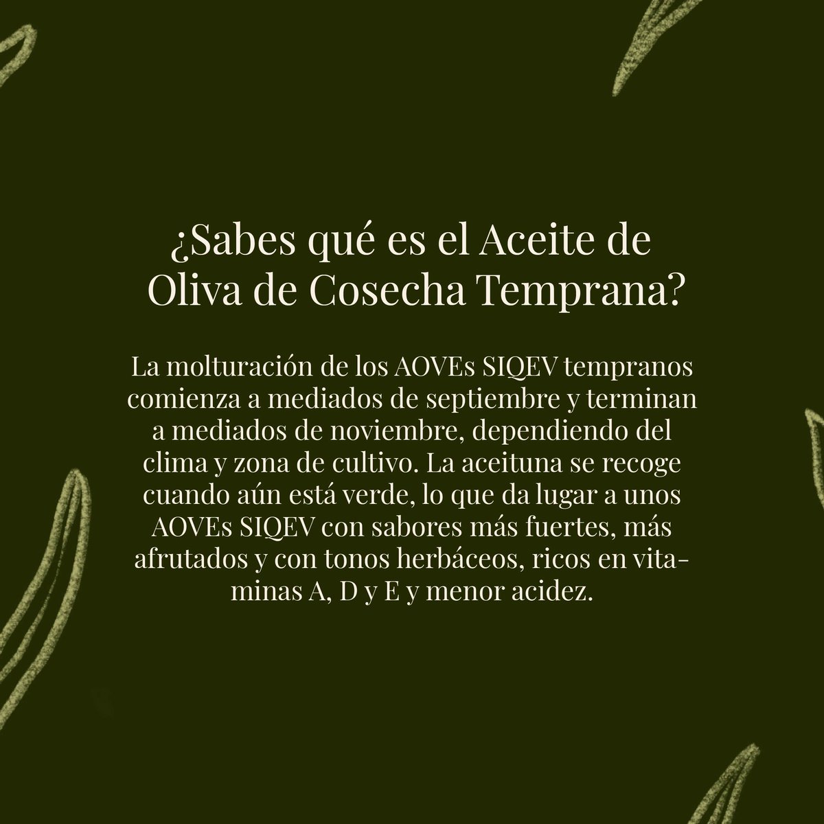 Del olivo a tu mesa 🌿 Disfruta del AOVE SIQEV y realza el sabor de tus comidas 🍽️ #QvExtra #SelloSIQEV