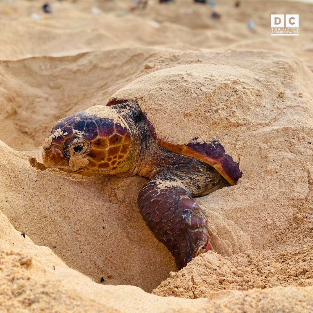 Ayúdanos a apoyar este programa de @ConserveOutdoor para la preservación de la Caretta caretta en la Región de la Macaronesia.
Entra en 👉 eocaconservation.org/my-account/  regístrate y vota por “loggerhead conservation Boa Vista'

Tu ayuda suma y es importante. 😉🐢🌊