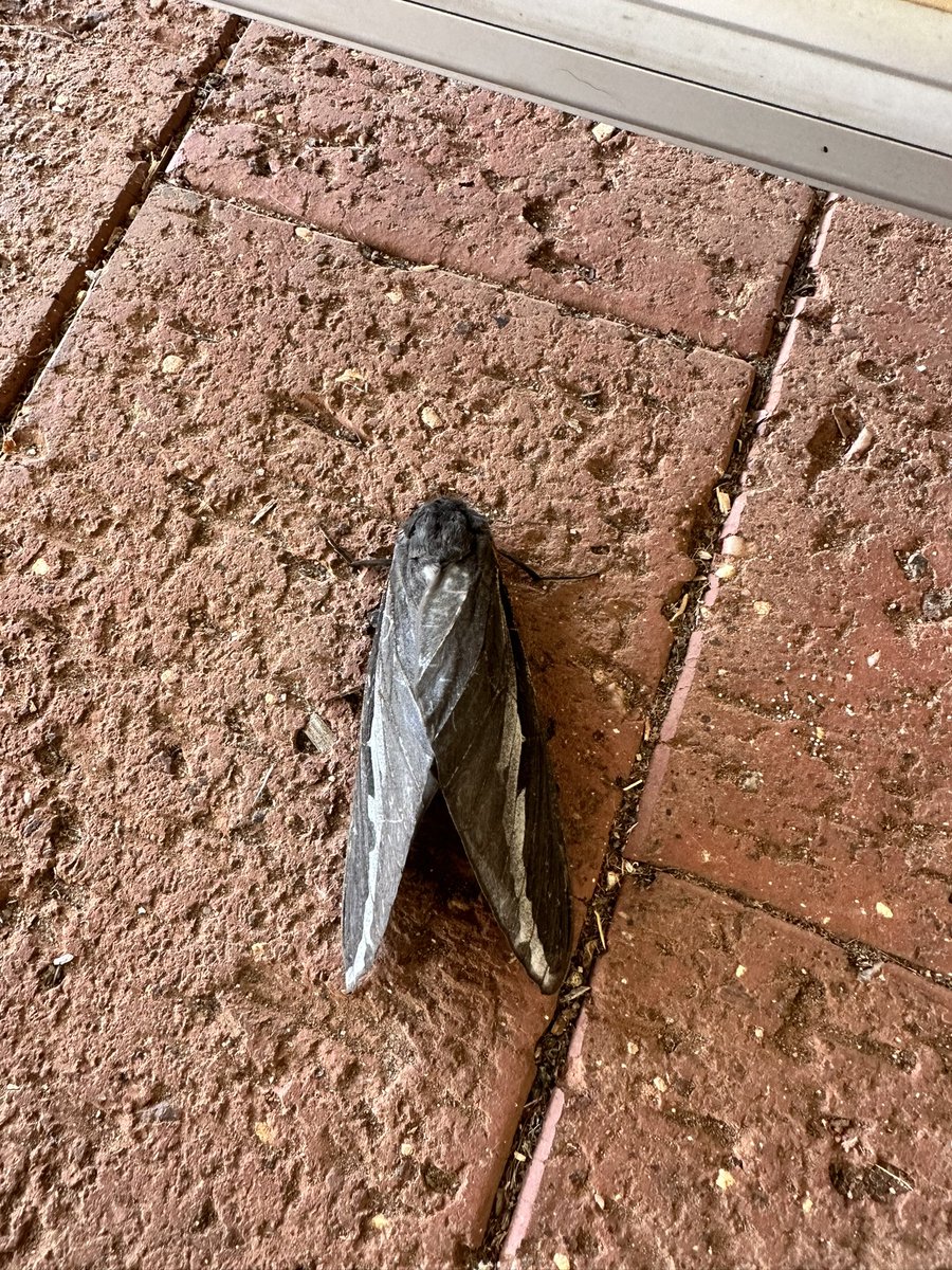 Well lots of rain last night and today then these huge moth looking things Someone called them rain moths. I don’t think that’s the technical name. They were huge 8-10cm! Australia never disappoints with random huge scary looking things