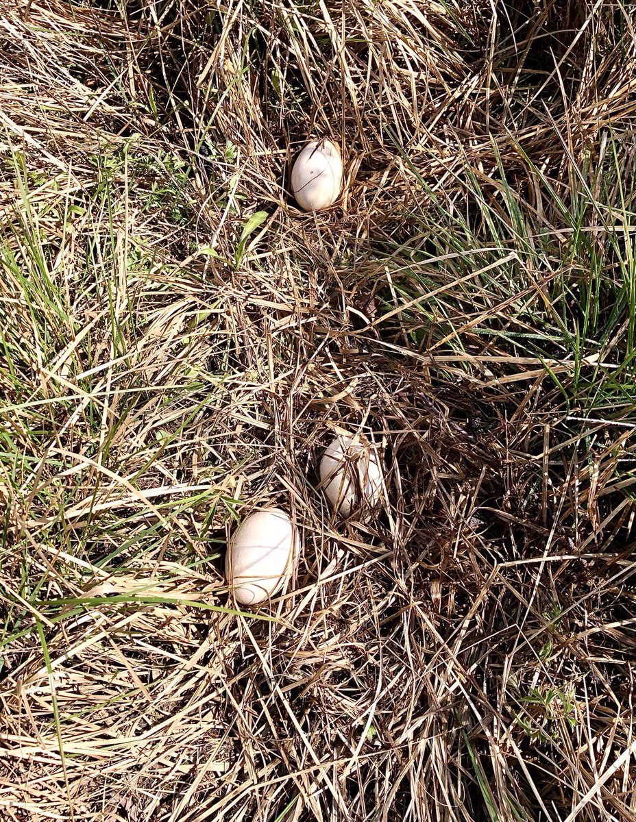 The grey lag goose that lays in this spot every year, usually in a lovely big round downy nest, has made a right mess of it. Hope these aren’t abandoned eggs. 😕