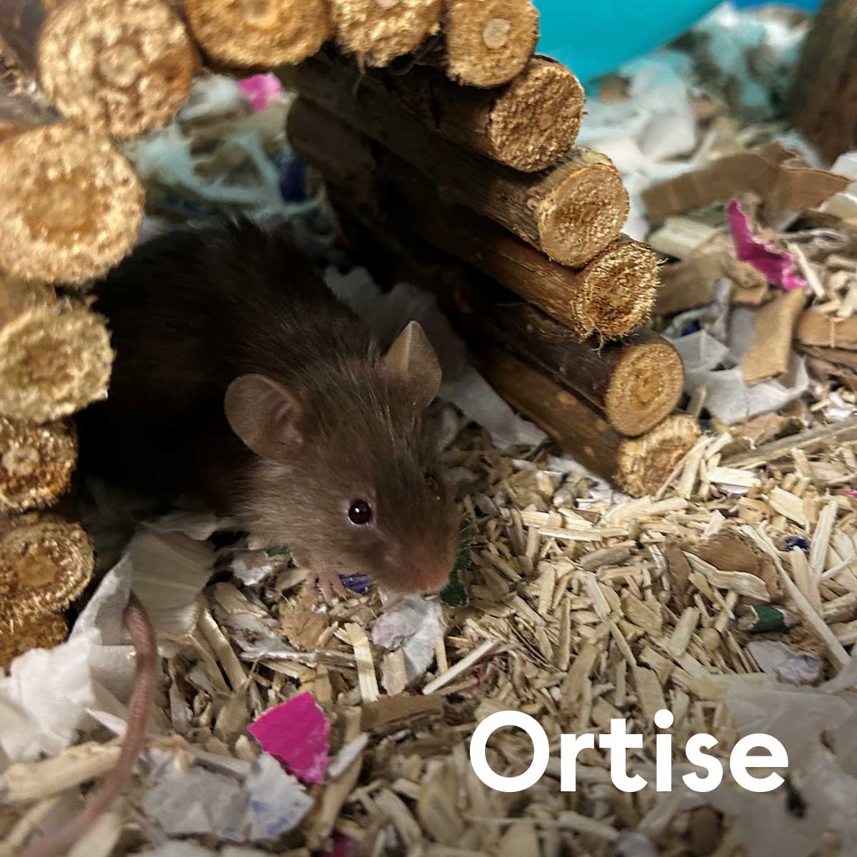 Go on put your hands up for our superstar mice Aston, JB, Marvin and Ortese (inspired by @JLSOfficial) who have found a home! We’re sending our furry friends the best of luck! #RescueRodents