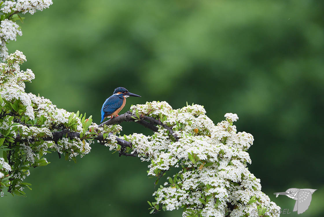 今日のカワセミ　 Eisvogel des Tages   
※今年はこんなにいっぱい期待できませんが、ピラカンサの花がそろそろ咲き始めます。数日後に紹介できるとよいのですが・・・        
#カワセミ #ピラカンサ #野鳥撮影 #Kingfisher #Z9