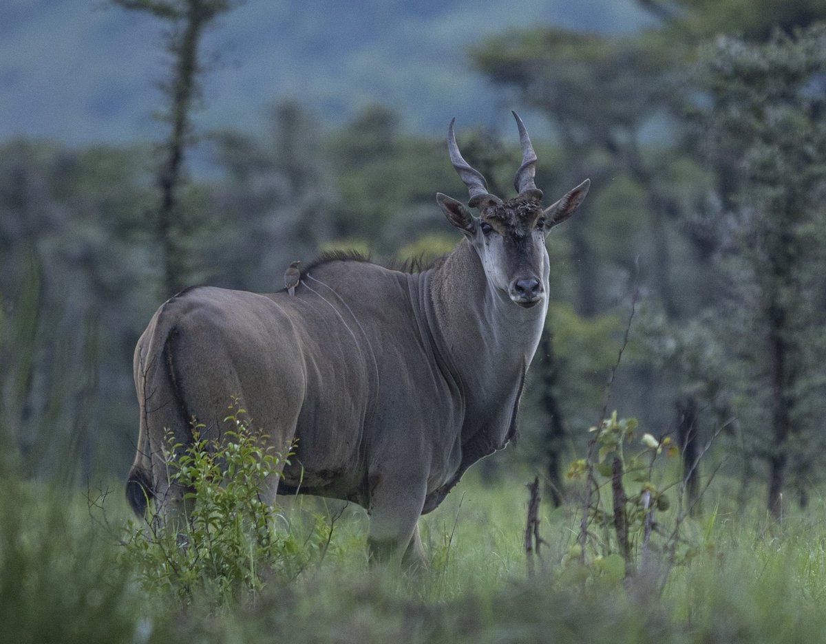 The common eland, also known as the southern eland or eland antelope, is a large-sized savannah and plains antelope found in #PianUpe wildlife reserve, An adult male is around 1.6m tall the shoulder can weigh up to 942 kg with a typical range of 500–600 kg 📸.@marvinmiles256