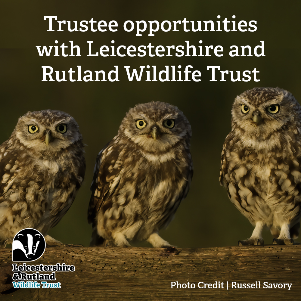 Are you passionate about your local wildlife? Would you like to join us in shaping and driving our vision for a wilder Leicestershire and Rutland? Join our board of Trustees and help us to bring local wildlife back! For more information please visit lrwt.org.uk/trustees