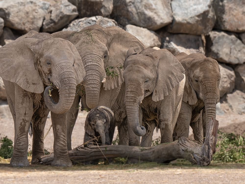 Exciting news from Sharjah Safari! 🐘 Meet Tarthooth, the newest addition to the African elephant group, born in the world-renowned conservation project. Named after a local plant, Tarthooth symbolizes Sharjah's commitment to biodiversity preservation.🌍🐾
eu1.hubs.ly/H08S8rj0