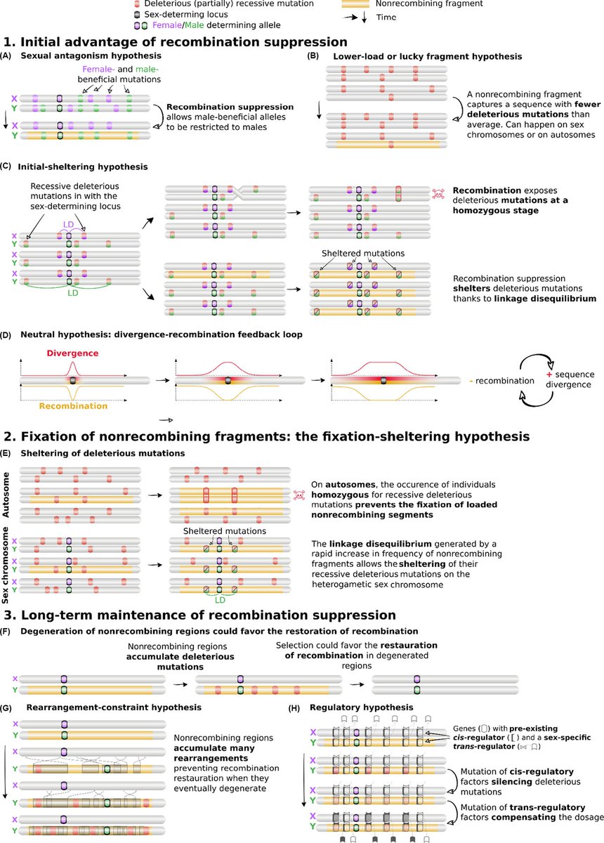Why do sex chromosomes progressively lose recombination? doi.org/10.1016/j.tig.…