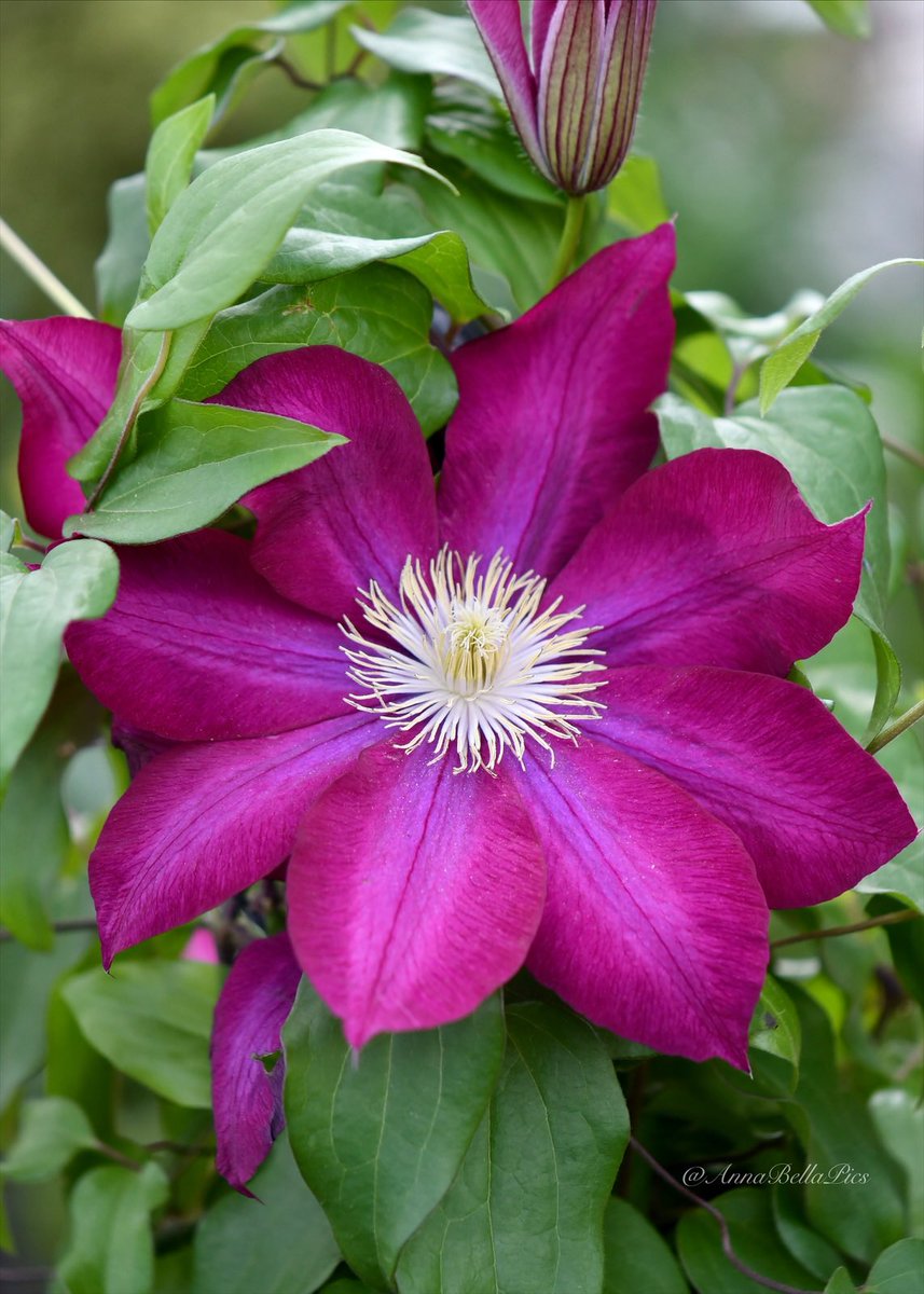 New to the garden this season … Clematis ‘Bourbon’ with her lovely raspberry red 6 inch blooms🩷🌸 #gardening #flowers