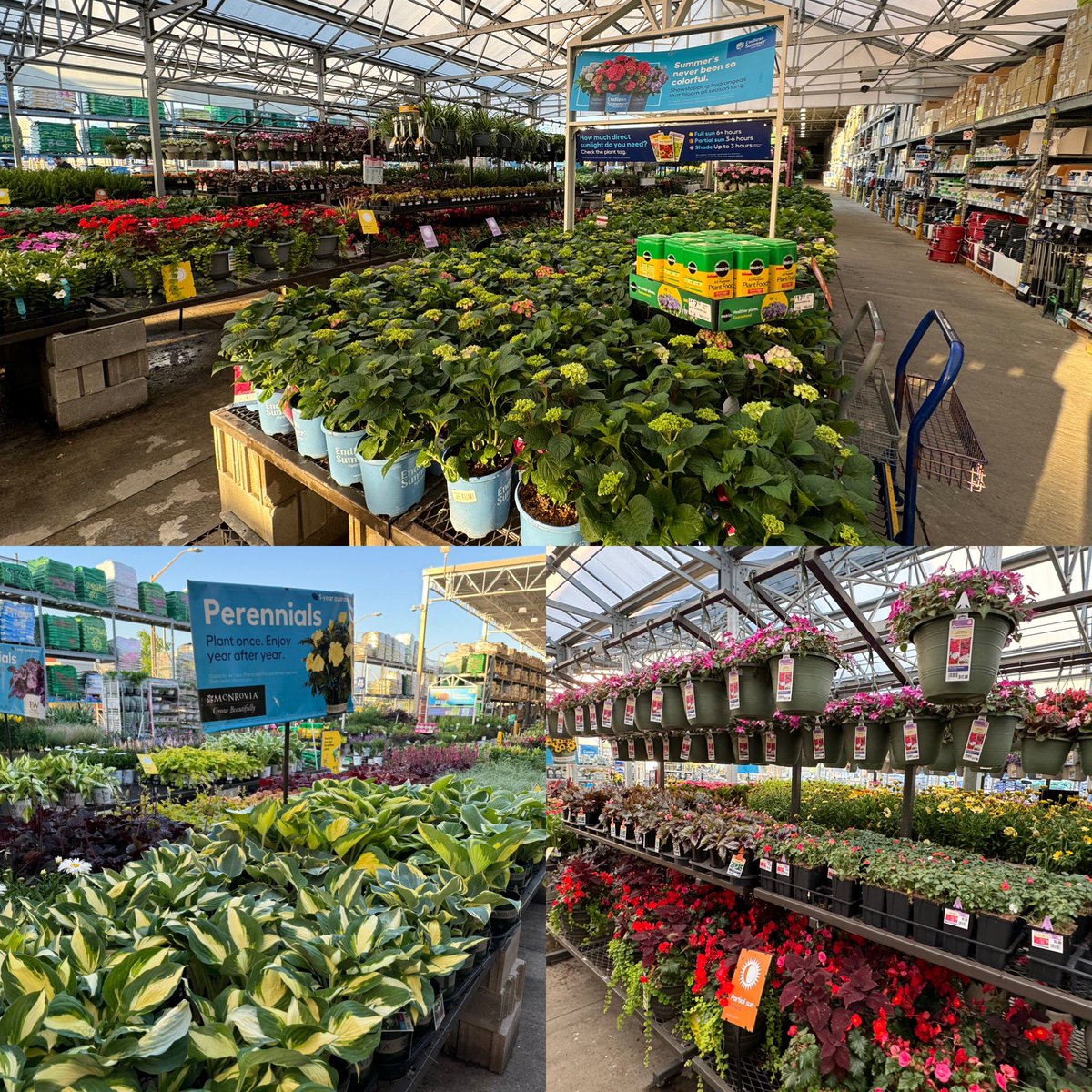 Brandon Lycans (@brandon_lycans) on Twitter photo All I can say is WOW. Green team lead Paisley, Nick and Amy with blue vest and the entire MST/Red Vest team have done a tremendous job working together to keep our tables full and watered through the heat. Very proud of 2246!
<a href="/JBBailey9/">JBBailey</a> <a href="/BenitoKomadina/">Benito.Komadina@Lowes</a> <a href="/LBishPlants/">Lora Bishop</a> <a href="/bbrammell816/">BJ Brammell</a> All I can say is WOW. Green team lead Paisley, Nick and Amy with blue vest and the entire MST/Red Vest team have done a tremendous job working together to keep our tables full and watered through the heat. Very proud of 2246!
<a href="/JBBailey9/">JBBailey</a> <a href="/BenitoKomadina/">Benito.Komadina@Lowes</a> <a href="/LBishPlants/">Lora Bishop</a> <a href="/bbrammell816/">BJ Brammell</a>