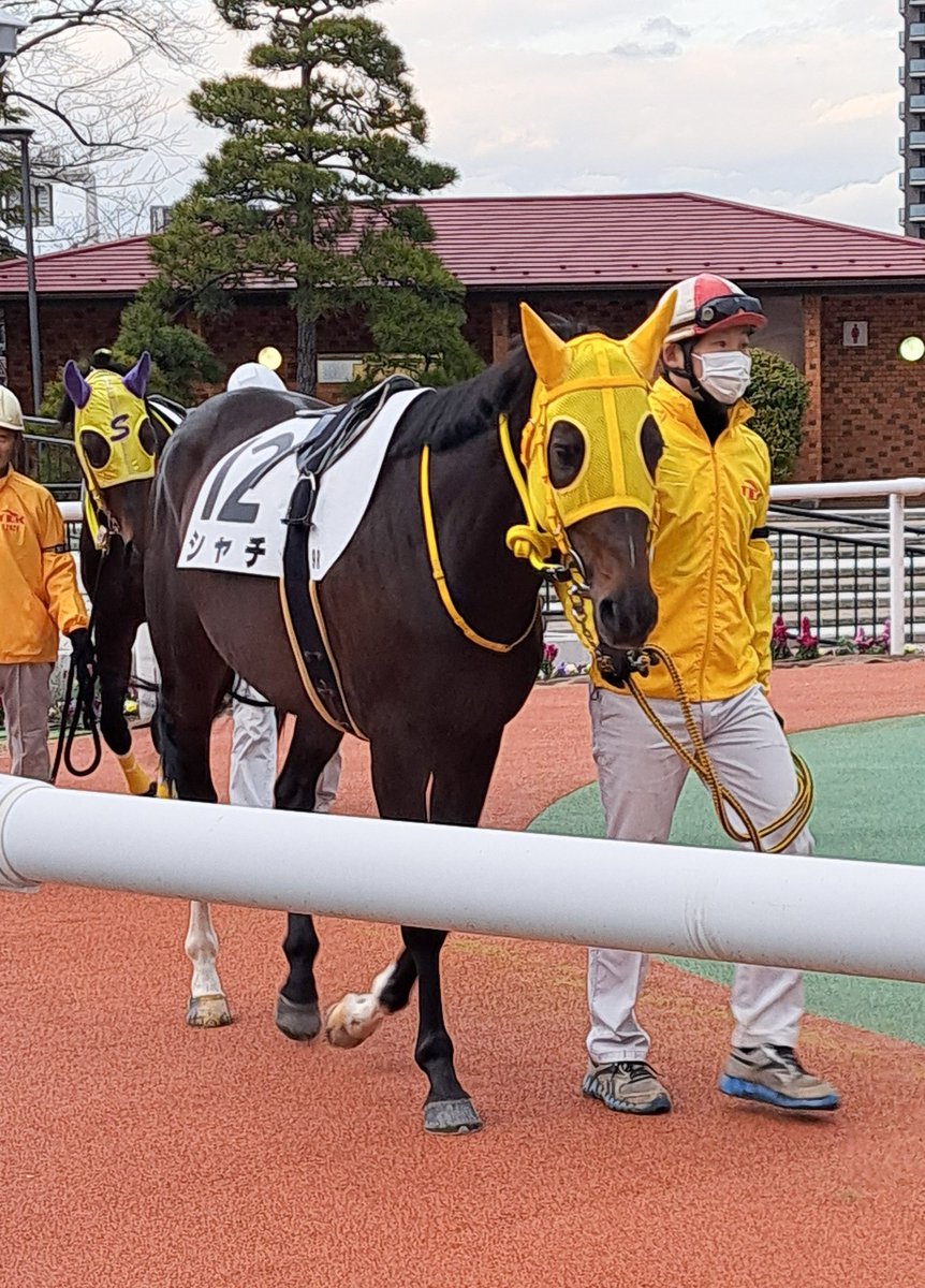 umma66x's tweet image. 《投稿の許可を得ています》
シャチ、現役を引退〜小山乗馬クラブへ移動したとの事です。
2019年のデビュー戦からほぼ毎月出走し、中央と大井で驚異の全63戦。
その全レースを無事に完走して立派でした✨
たくさん応援させてくれて本当にありがとうꕤ*
現役生活お疲れ様でした🍀
You're my HERO!