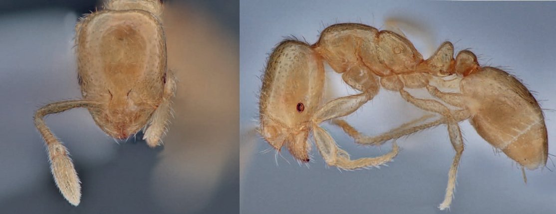 Another new non-native ant to Britain! This time Solenopsis abdita, again from climatically controlled tropical greenhouses. ResearchGate - tinyurl.com/227e2s26 PM for paper