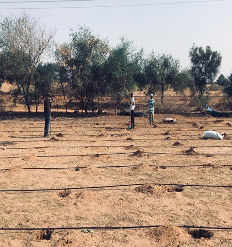 TRUSTFARM_FOSC's tweet photo. Testing new grain varieties including millet, peanuts, cowpeas, peppers, and papaya at our Niakhène site. 🌱 Revolutionizing crop choice strategy for sustainable farming! #TRUSTFARM #AgInnovation 🌿🌟
@foscera https://t.co/Qz2RpQz3ft