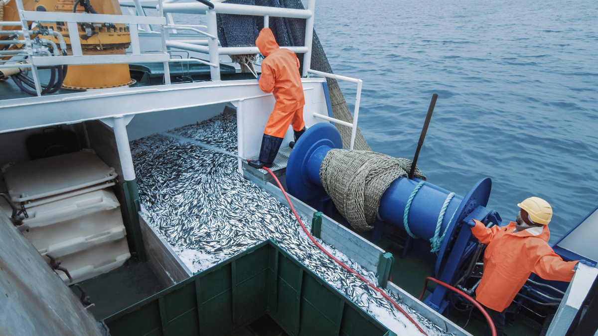 Exciting news from the marine science community ⬇️ A recent study led by Dr. Angus Atkinson from the @PlymouthMarine Laboratory, co-authored by Maria Grigoratou, oceanographer at MOi, unveiled critical insights into the impact of climate change on fish populations. 🧵👇