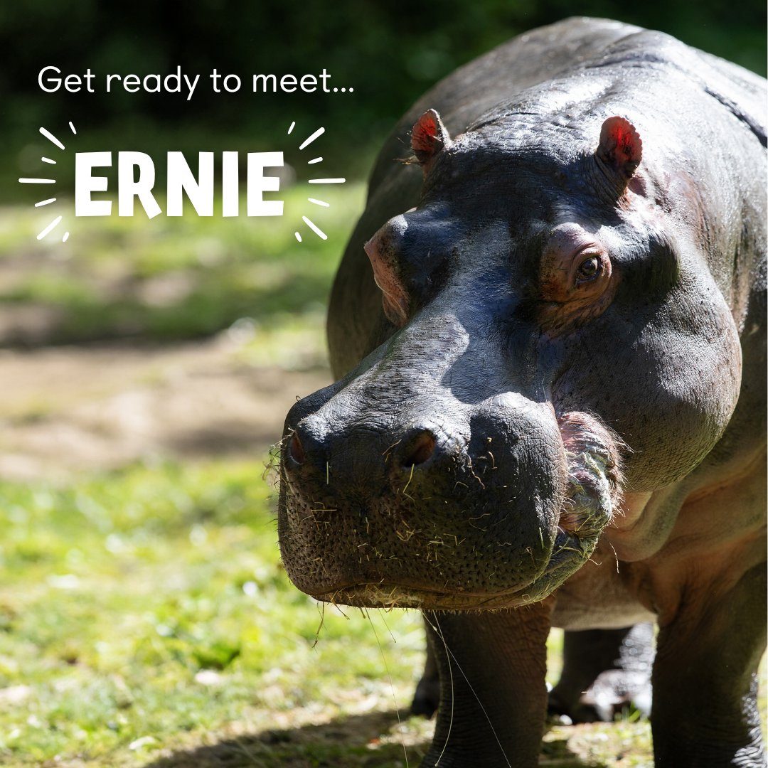ERNIE 😍 Dublin Zoo is delighted to announce the arrival of Ernie, a male hippopotamus! Ernie joins female Heidi in the African Plains at Dublin Zoo. He is settling in very well and visitors to the Zoo will be able to see him making a splash in the pool or munching his lunch.