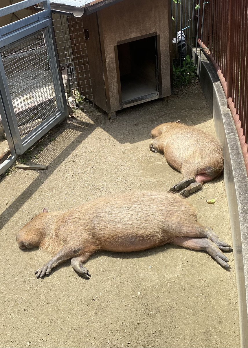 ぱたり。

#徳山動物園　#カピバラ　#サワ　#つきみ　#お昼寝　#すよすよ　#ぽかぽか