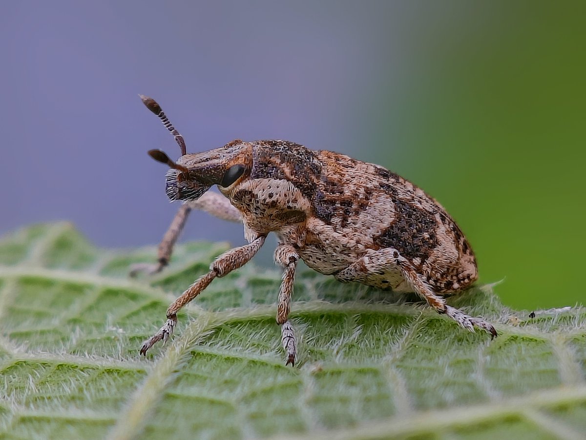 Exciting character from macro world 🪲

While photographing some macro insects in the farmyard , I encountered this beautiful weevil relaxing down the foliage showing it's dynamic morphology.

#BBCWildlifePOTD #wildlifephotography #macrophotography #IndiAves #NaturePhotography