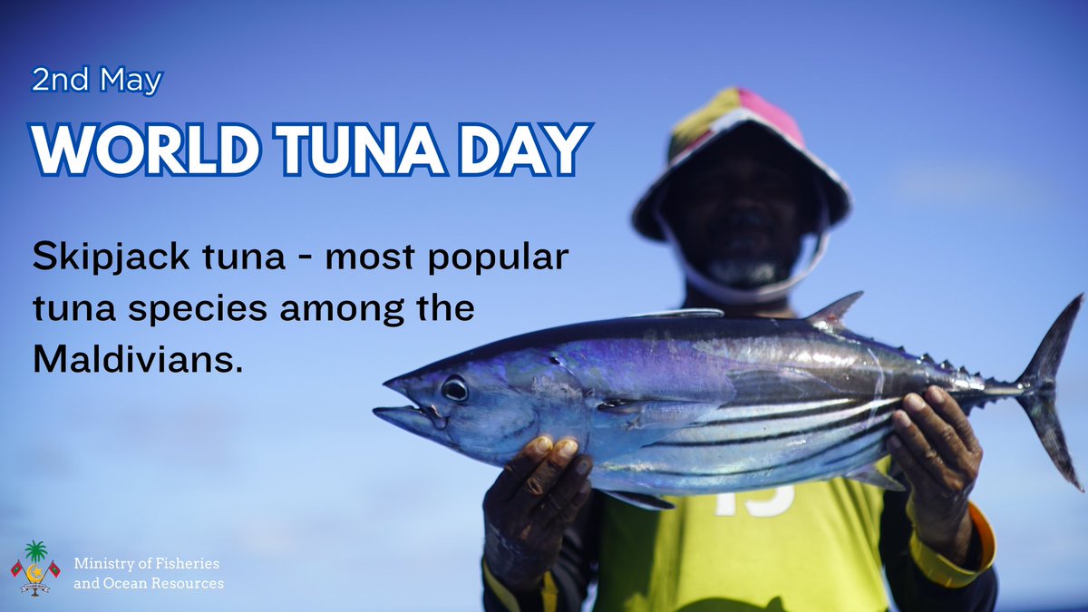 Skipjack tuna - most popular tuna species among the Maldivians. 
#WorldTunaDay