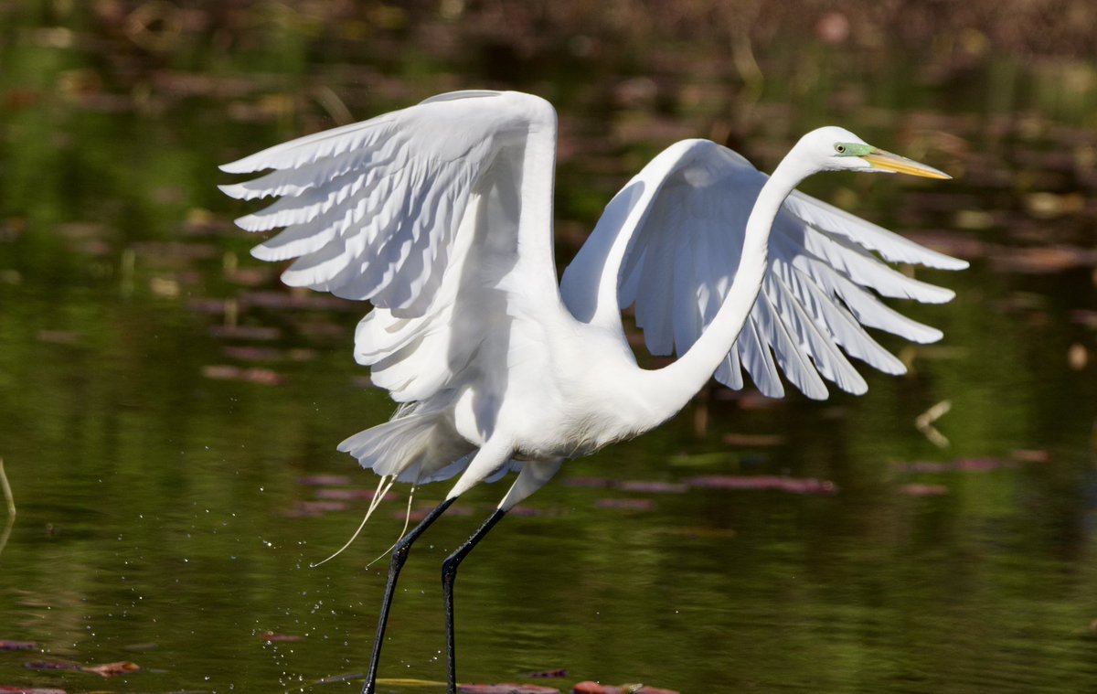 Great egret showing by off its feathers. #TwitterNatureCommunity #CTNatureFans #birdphotography #egret