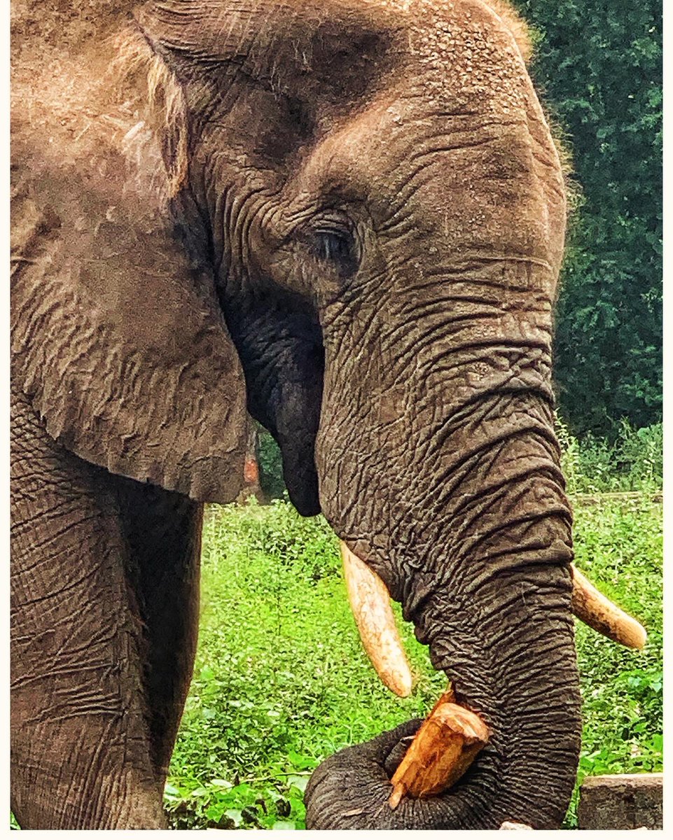 Beautiful wildlife Shot of an Elephant.

#CAMON30Series #LeadingRole

@TECNOMobileNG