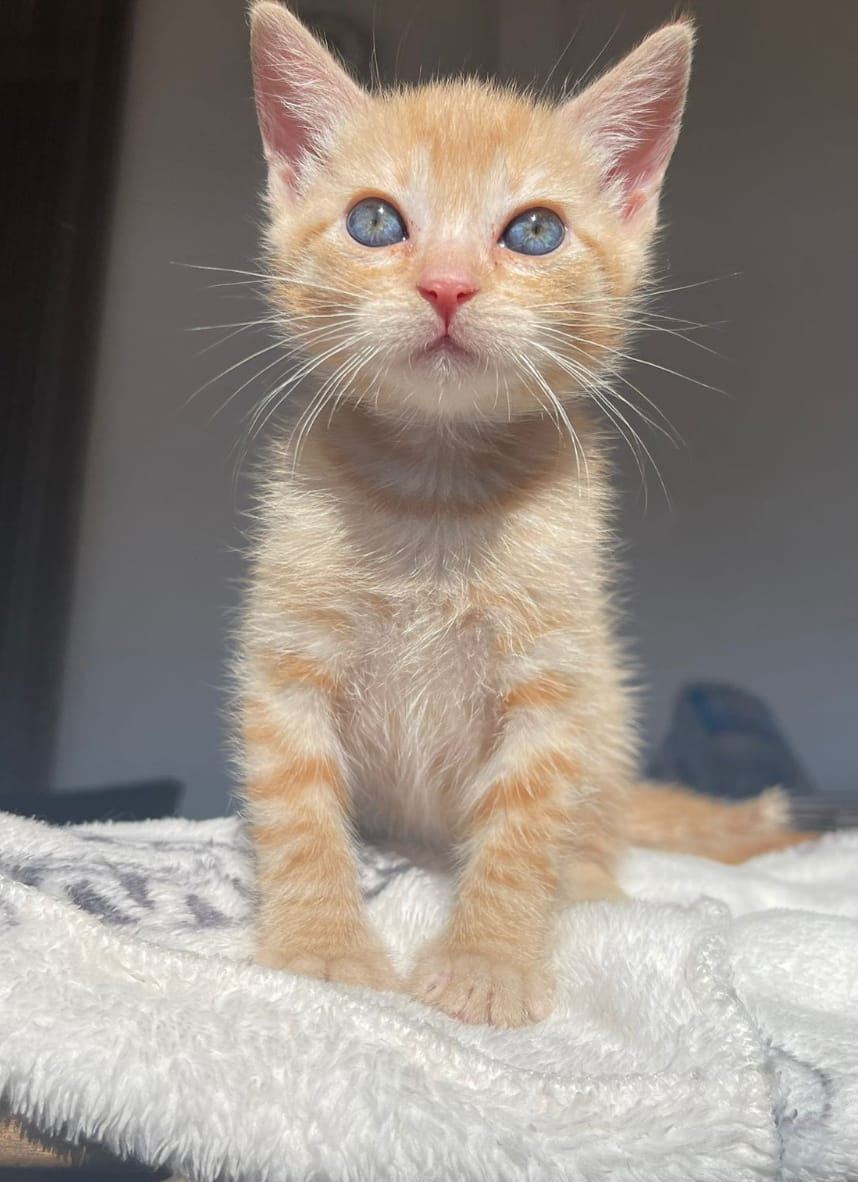 'DORI' 1 mes
Esta bella de gatita busca un hogar para toda la vida.
Para adoptarlo mándanos directamente al whatsapp 640 31 90 46 el cuestionario y te llamaremos

#AdoptarSalvaVidas #amikoprotectora