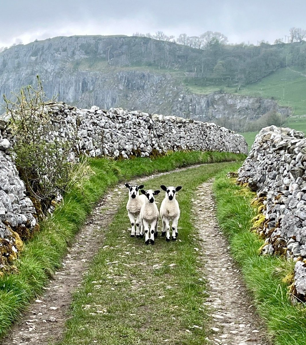 Wool grows naturally on sheep year on year, it is a keratin protein fibre, similar to human hair and is 100% natural and not man-made. Sheep will produce a new fleece every year, making wool a renewable fibre source. 📸 by Mark Corner @yorkshire_dales