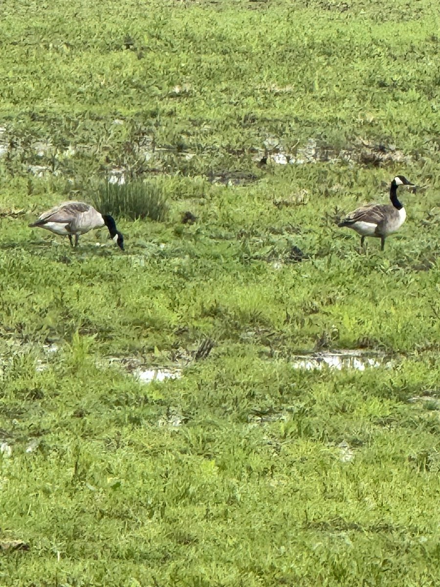 No further sightings of the White Stork so far. Just a pair of Canada Geese and several pheasants #birdphotography #birdwatching #whitestork #geese #broadwaycotswolds