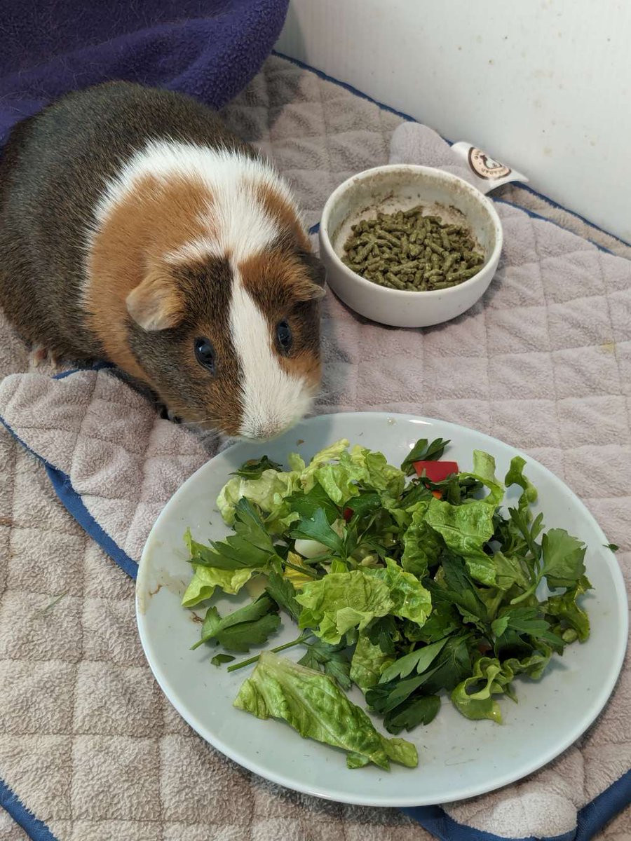 When Salad is on the menu!

#guineapigs #GuineapigsofX