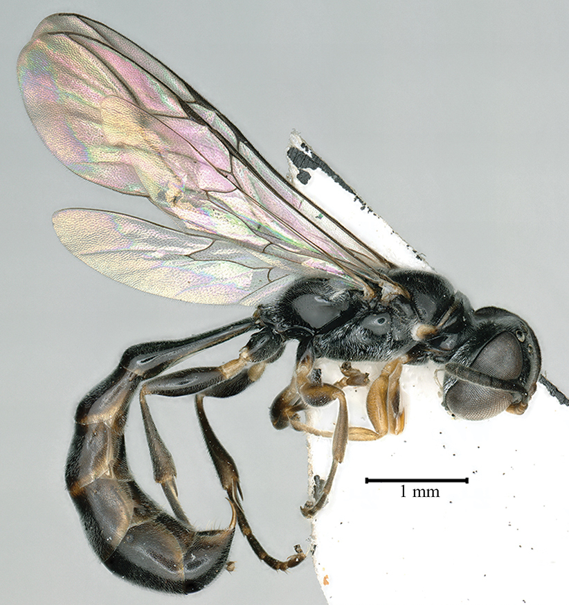 Two new species of the wasp genus Trypoxylon from Yunnan Province, China, are described and illustrated. Find out more about them here: jhr.pensoft.net/issue/4731/ #newspecies #taxonomy #Hymenoptera