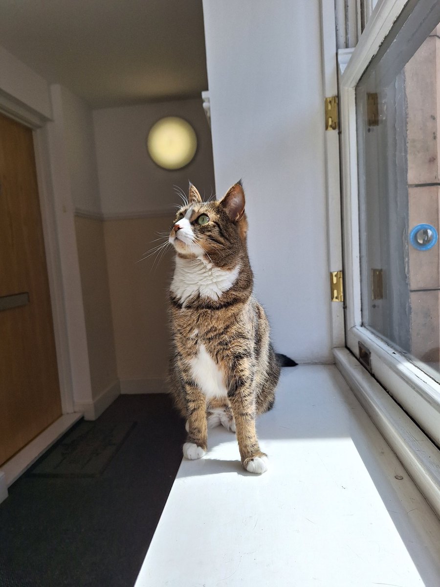 Sunbathing weather for cats...if only Woody could relax and stop chasing flickers of light on the walls😹#CatsOfTwitter 😎🌞